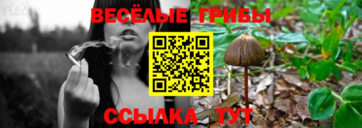 Псилоцибиновые грибы Psilocybe  Псилоцибиновые грибы мухоморы  Сухой Лог  Вход с VPN 